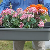 Man transporting flowers in FT2234 flower tray